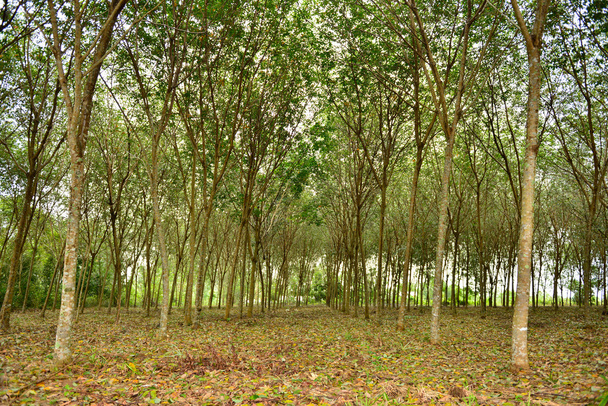 δένδρων καουτσούκ ή hevea brasiliensis φυτικών πεδίο - Φωτογραφία, εικόνα