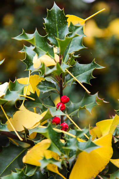 Holly tree in late autumn - Photo, Image