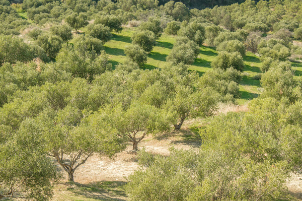 Tarlalarda zeytin ağaçları. Dağlarda büyük zeytin tarlaları. Zeytin ağaçlarıyla dolu yeşil tarlalar. Girit, Yunanistan, Avrupa - Fotoğraf, Görsel