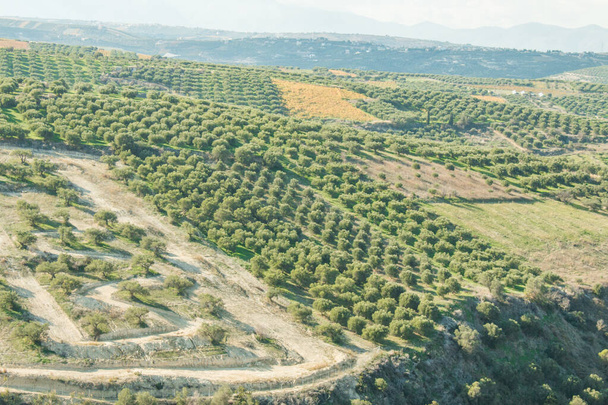 Оливкові дерева на полях. Великі оливкові плантації в горах. Зелені поля, повні оливкових дерев. Крит, Греція, Європа - Фото, зображення