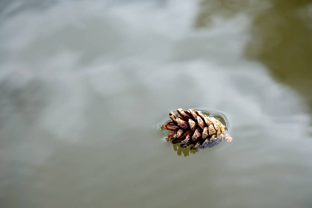 um cone de pinho flutuando na água reflete o céu na superfície da água
 - Foto, Imagem