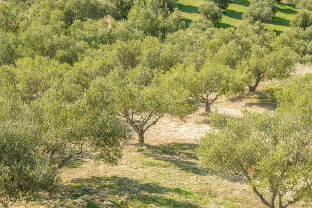 Tarlalarda zeytin ağaçları. Dağlarda büyük zeytin tarlaları. Zeytin ağaçlarıyla dolu yeşil tarlalar. Girit, Yunanistan, Avrupa - Fotoğraf, Görsel