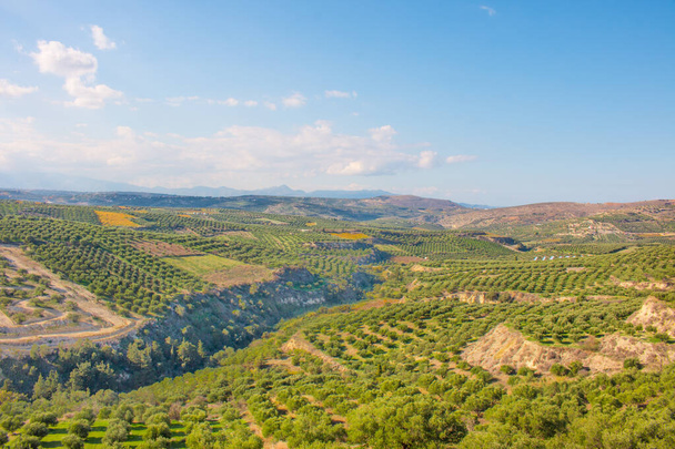 Olive trees in fields. Large olive plantations in the the mountains. Green fields full of olive trees. Crete, Greece, Europe - 写真・画像