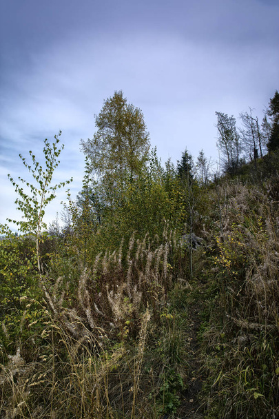 Autumn landscape in a mountain forest. - Zdjęcie, obraz