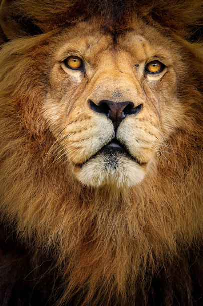 Detailní portrét lva - Fotografie, Obrázek