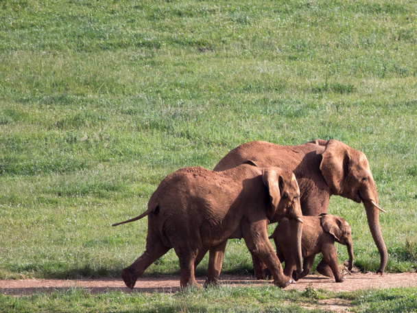olifanten in het veld met hun jongen - Foto, afbeelding