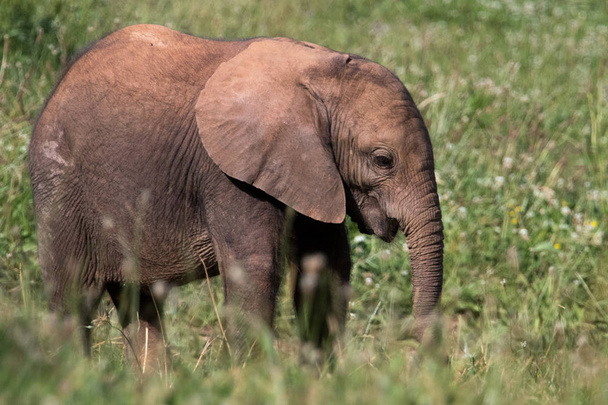elefantit kentällä poikastensa kanssa
 - Valokuva, kuva