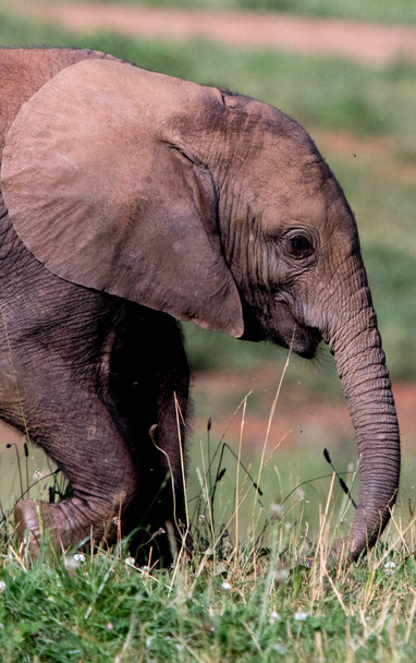 olifanten in het veld met hun jongen - Foto, afbeelding