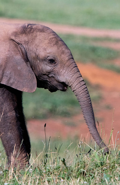 elefantit kentällä poikastensa kanssa
 - Valokuva, kuva