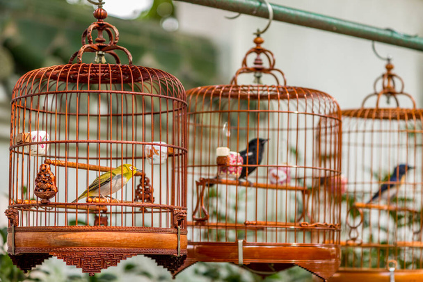 Birds in cages hanging at the Bird Garden and  market in Yuen Po - Fotografie, Obrázek