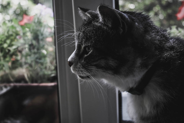 Фото кота на фоне окна
 - Фото, изображение