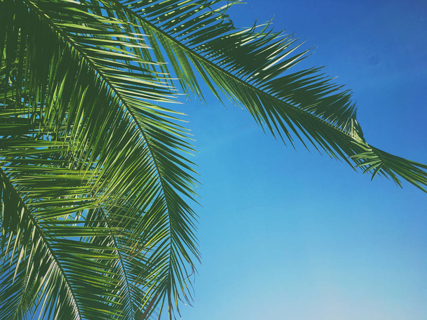 Листя пальмового дерева і небо, літній подорожі фон
 - Фото, зображення