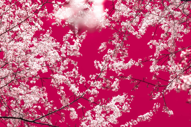 Arte abstracto floral sobre fondo granate, flores de cerezo vintage
 - Foto, imagen