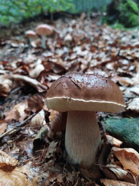 Champiñón de bollo de centavo que crece en el suelo del bosque cubierto con hojas de haya marrón
 - Foto, Imagen