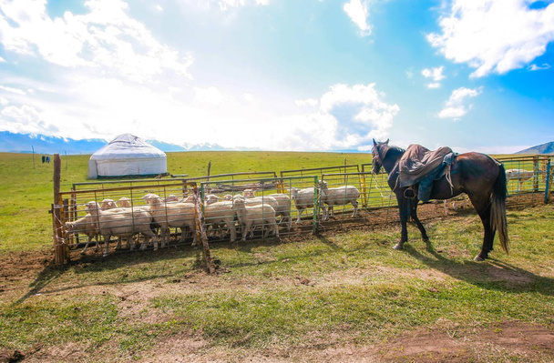 Yurta, gregge di pecore e un cavallo in un pascolo kazako
 - Foto, immagini