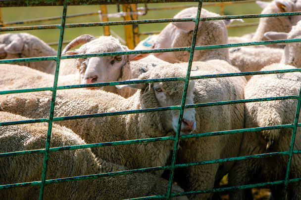 Rebaño de ovejas en un prado de cerca
 - Foto, imagen
