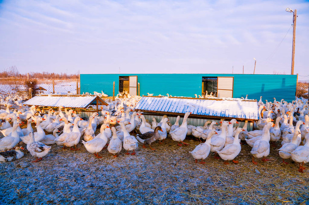 Troupeau d'oies domestiques et de canards dans une ferme
 - Photo, image