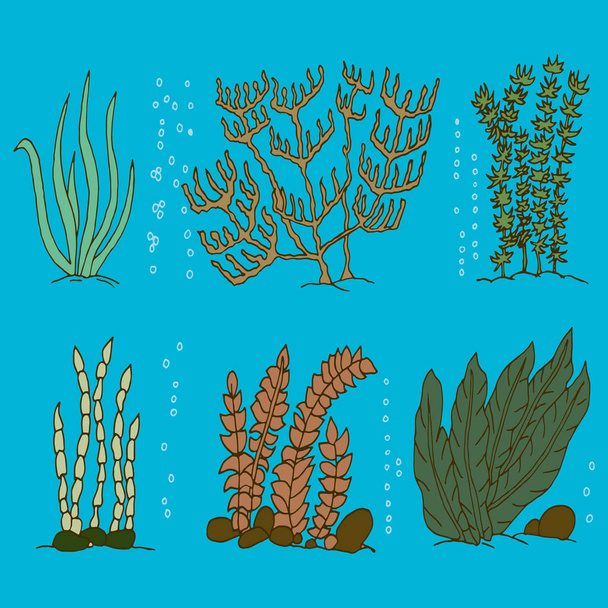 Set of six different seaweed - Vektor, Bild
