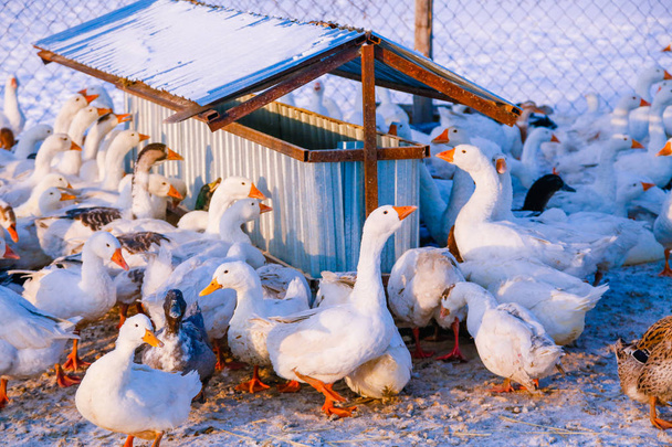 Manada de gansos domésticos y patos en una granja
 - Foto, Imagen