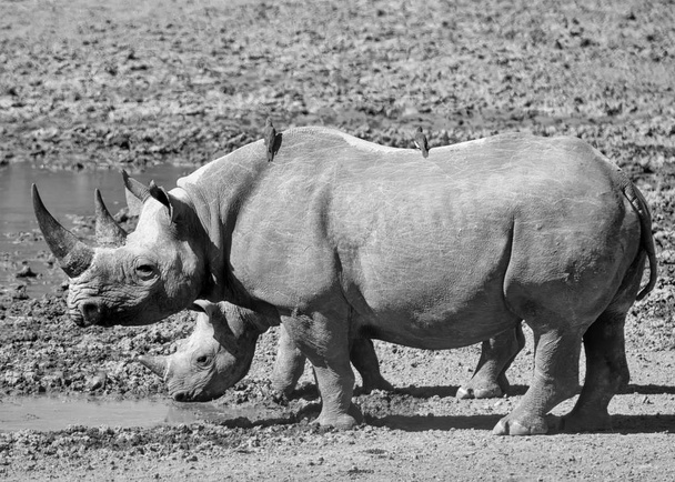 Black Rhino Mother And Calf - Photo, Image
