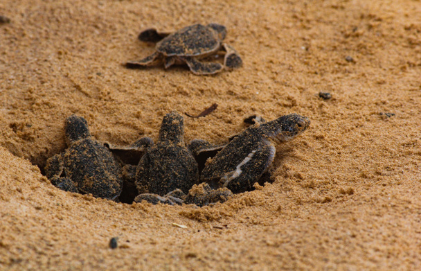 piccola tartaruga marina che si schiude. Tartarughe marine di un giorno a Hikkaduwa nella fattoria delle tartarughe., Sri Lanka. Caretta baby tartaruga marina
 - Foto, immagini