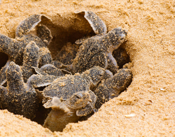 Маленькі морські черепахи вилуплюються. Одного дня морські черепахи в Хіккадуві на черепаховій фермі (Шрі Ланка). Личинка - морська черепаха. - Фото, зображення