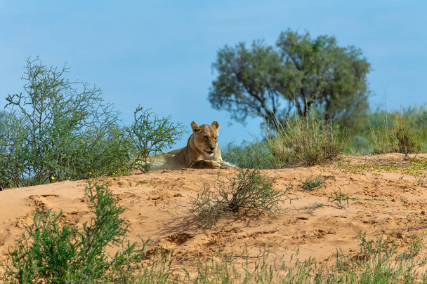 Female Lion Lying in Kalahari desert, South Africa wildlife - Photo, Image