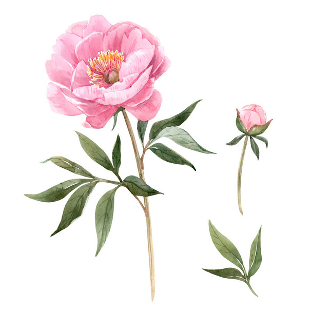 Watercolor peony flowers illustration - Valokuva, kuva