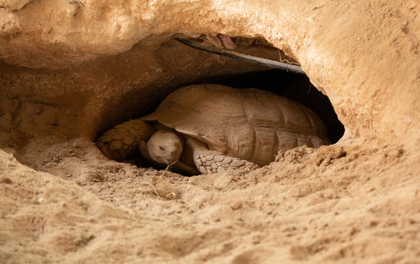 Wüstenschildkröte in der Wüste von Katar. - Foto, Bild