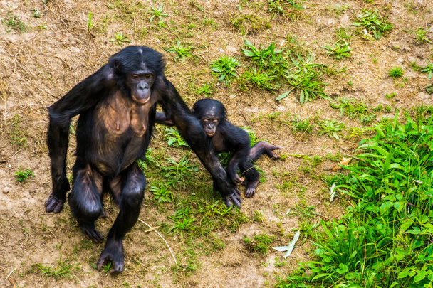 Moeder Bonobo loopt samen met haar baby, menselijke aap baby, pygmee chimpansees, bedreigde primaat soort uit Afrika - Foto, afbeelding