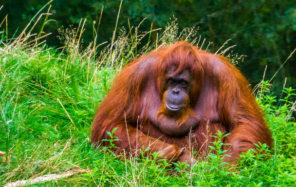 красивый борновский орангутанг крупным планом, находящийся под угрозой исчезновения вид приматов с Борнео
 - Фото, изображение