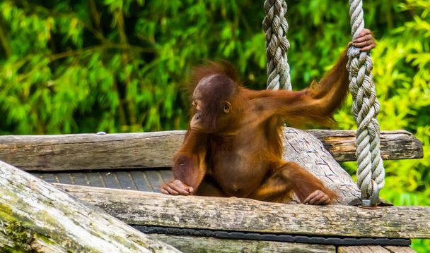Крупный план новорожденного орангутанга, тропического примата, видов животных, находящихся под угрозой исчезновения с борнео
 - Фото, изображение