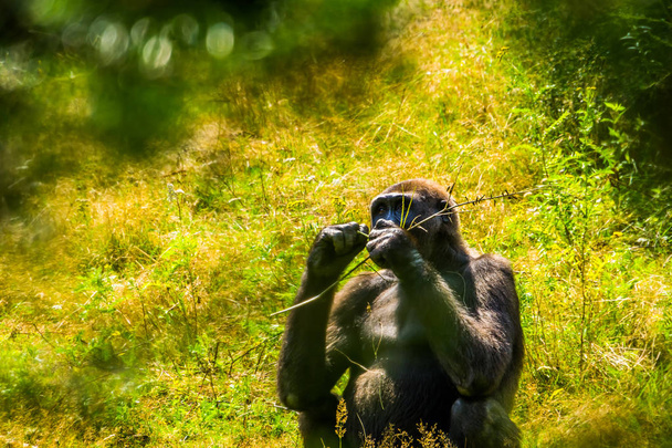 hermoso retrato de un gorila occidental de tierras bajas, especie animal en peligro crítico de África
 - Foto, imagen