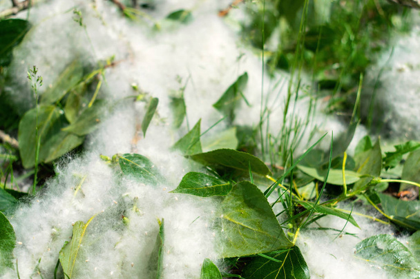 Poplar χνούδι στο κλαδί μεταξύ πράσινο γρασίδι. Λευκό χνουδωτό από την p - Φωτογραφία, εικόνα