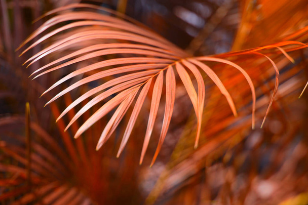 Palm leaf. Forest with tropical plants. Nature background. - 写真・画像