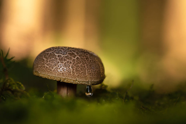 Krásná houba v atmosférickém prostředí. Latinské jméno xeroco - Fotografie, Obrázek