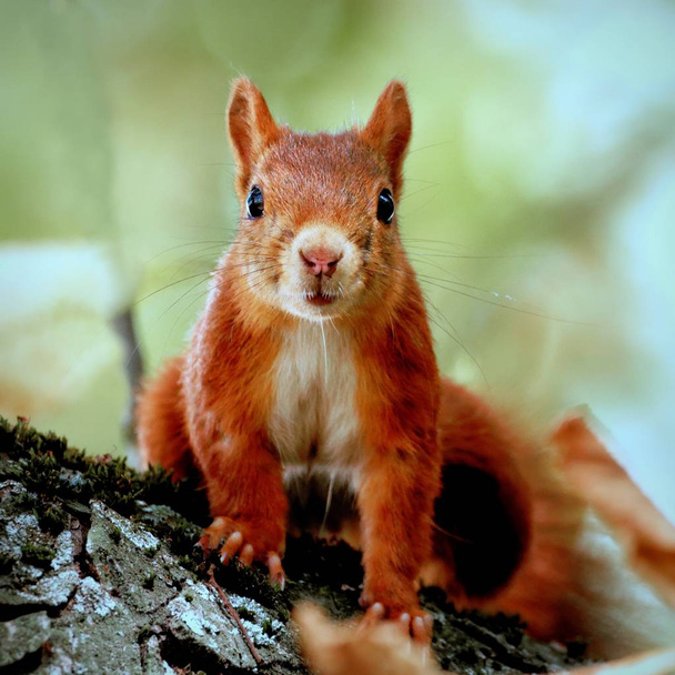 Portrait d'un écureuil curieux assis sur un tronc d'arbre
 - Photo, image