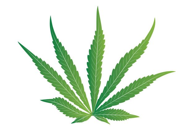Hoja de marihuana de cannabis, Cannabis sativa
 - Vector, Imagen