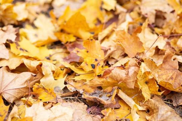 Bright background made of fallen autumn leaves - Foto, Bild