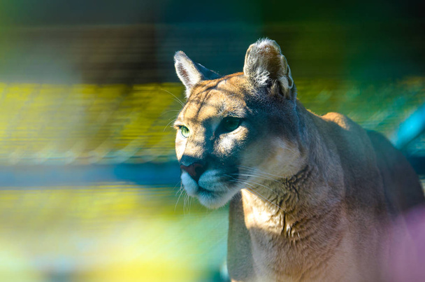  Puma vad macska -val szép háttér - Fotó, kép