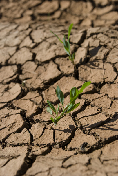 Cracked dry soil - Photo, Image