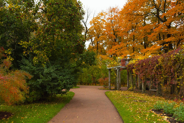 Outono na floresta. Caminhe no Parque. São Petersburgo
. - Foto, Imagem