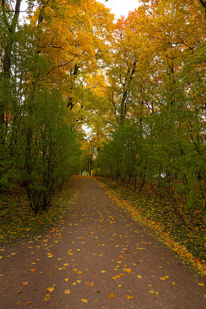 Ősz az erdőben. Sétálj a parkban. Szentpétervár. - Fotó, kép