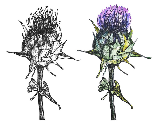 Stylo noir et aquarelle colorée illustration botanique dessinée à la main du chardon-Marie
 - Photo, image