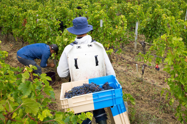Raisins vendanges de vignes raisin rouge pour le vin
 - Photo, image