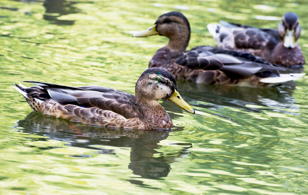 Group of mallard ducks in the pond - Foto, Bild