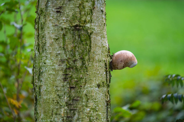 A single mushroom  grows on a birch on the bark - Photo, Image