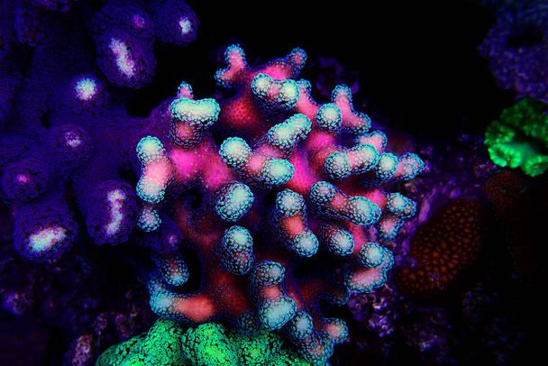 Stylophora (policilloporidae) short polyps stony coral
  - Фото, изображение