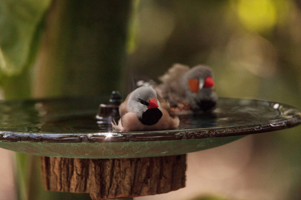 Schaftfinkenvögel poephila acuticauda in einem Vogelbad - Foto, Bild