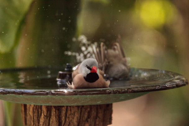 Shaft tail finch birds Poephila acuticauda  in a bird bath - Photo, Image
